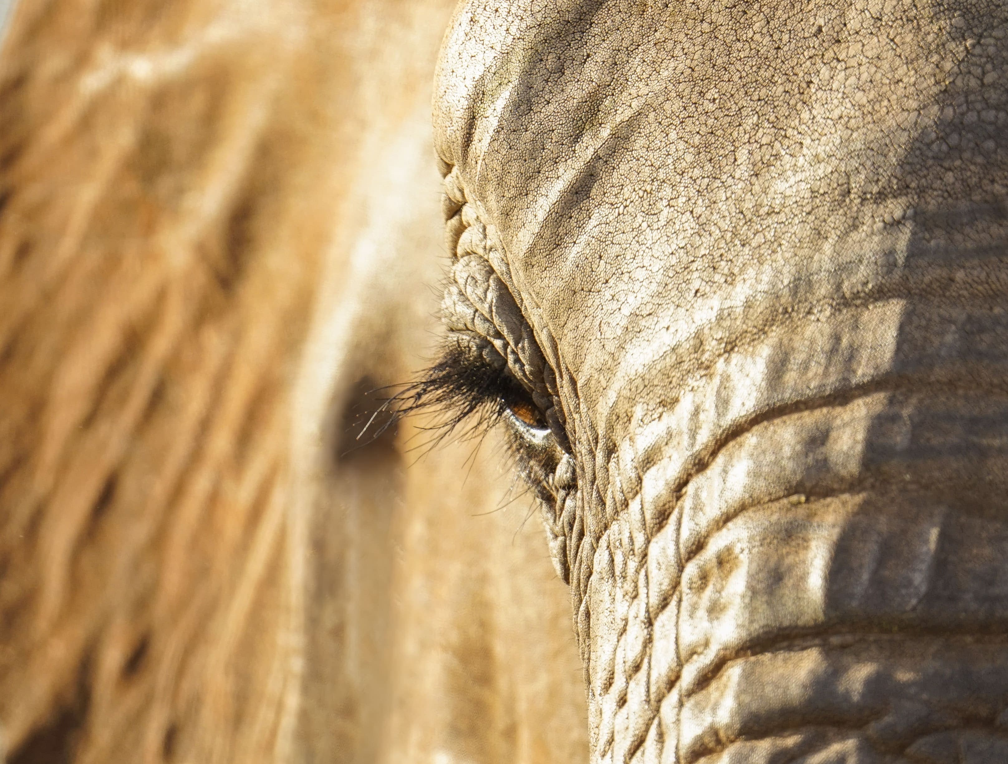 Animaux